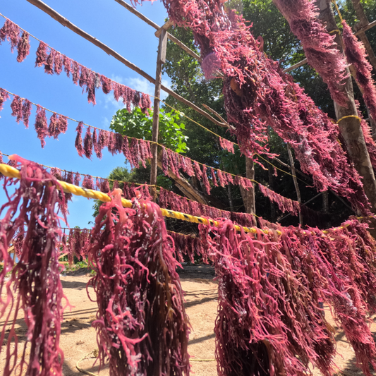 Purple sea moss drying on a line in St Lucia