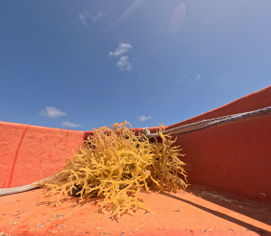 Raw Sea Moss Straight From The Atlantic Ocean by Saint Lucia