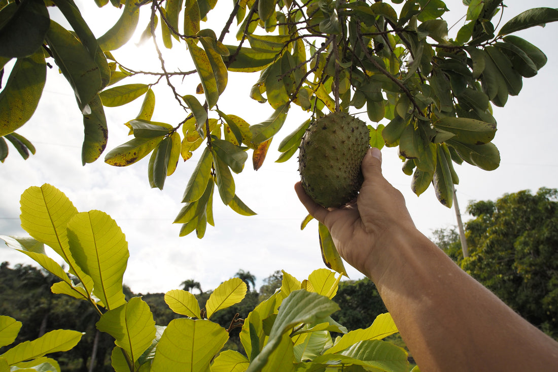 A soursop fruit being plucked from the tree 