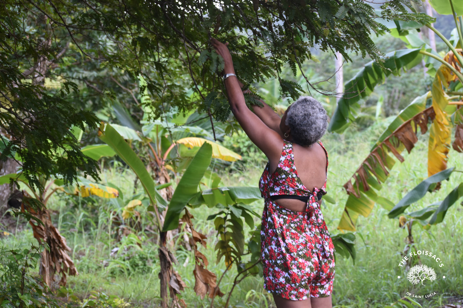 Female farmer in St. Lucia tending to crops in verdant fields, practicing age old farming techniques that support sustainable agriculture and community livelihoods.