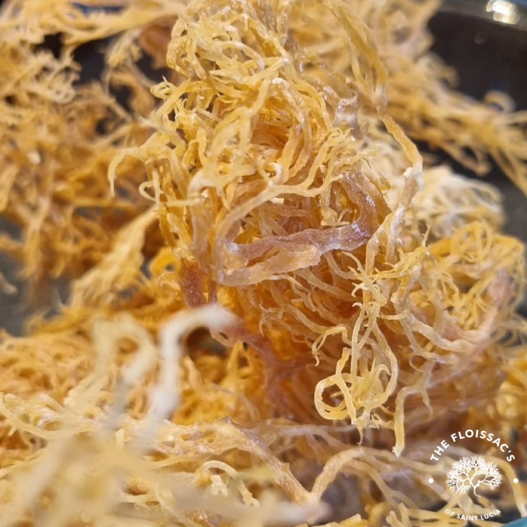 Natural dried gold sea moss for skin care and nutritional benefits