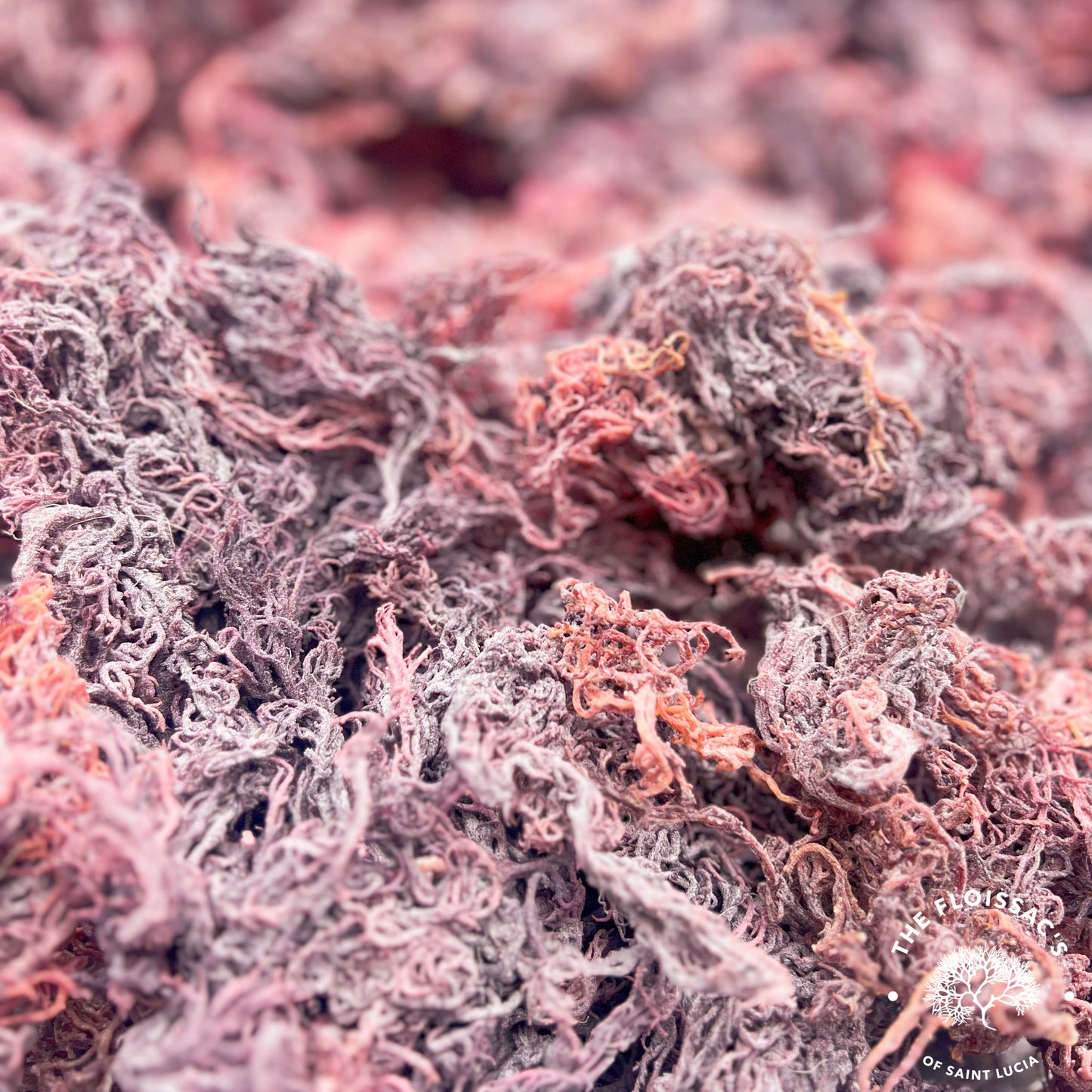 "Vibrant purple sea moss, known for its unique colour and numerous health benefits.