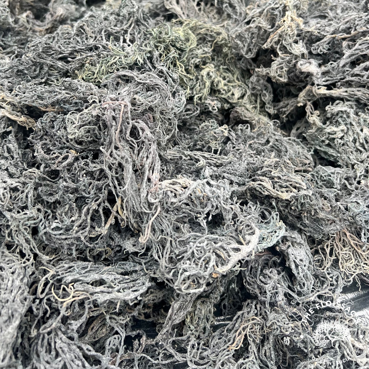 Organic dried green sea moss, rich in antioxidants and promoting skin health